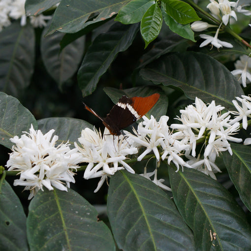 Pillcocaja - Ecuador - Anaerobic Pacamara