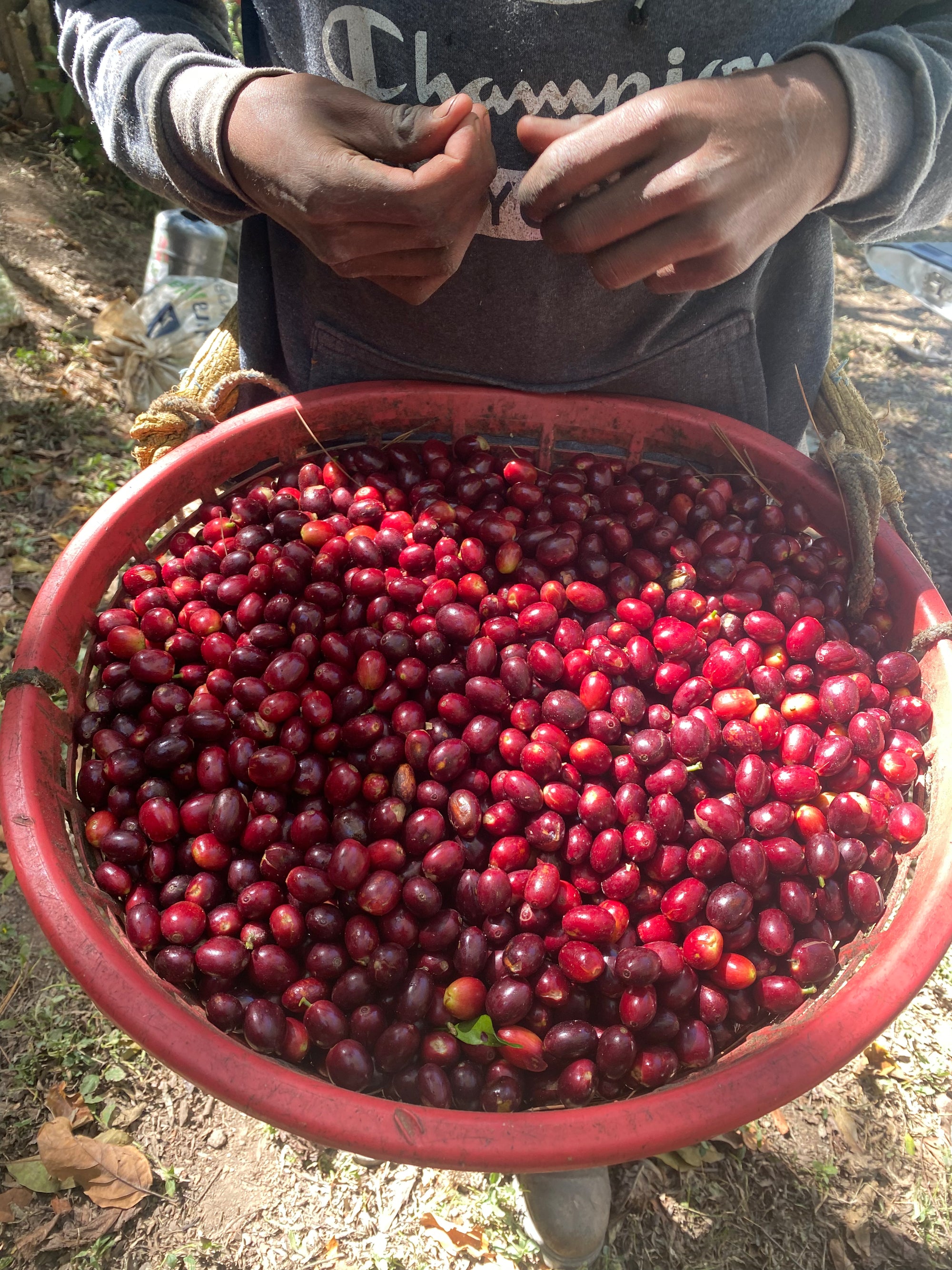 El Morito - Guatemala - Extended Washed Gesha