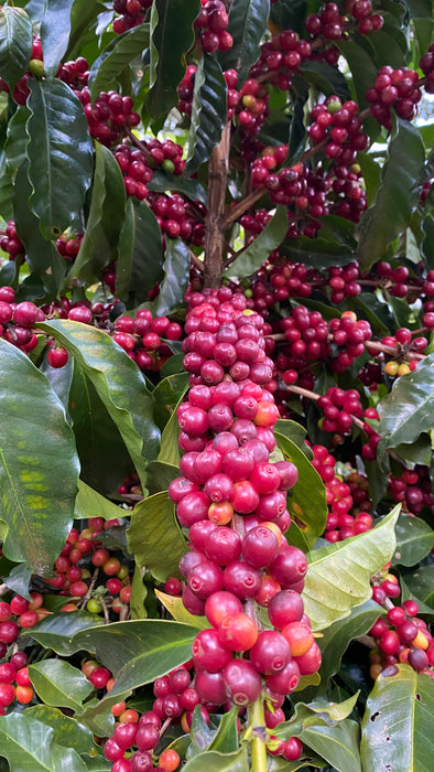 El Morito - Guatemala - Washed Red Gesha