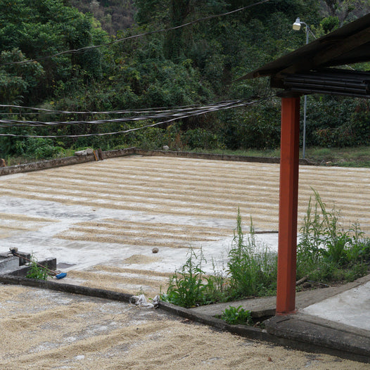 Sustainable Profile Coffee - Guatemala