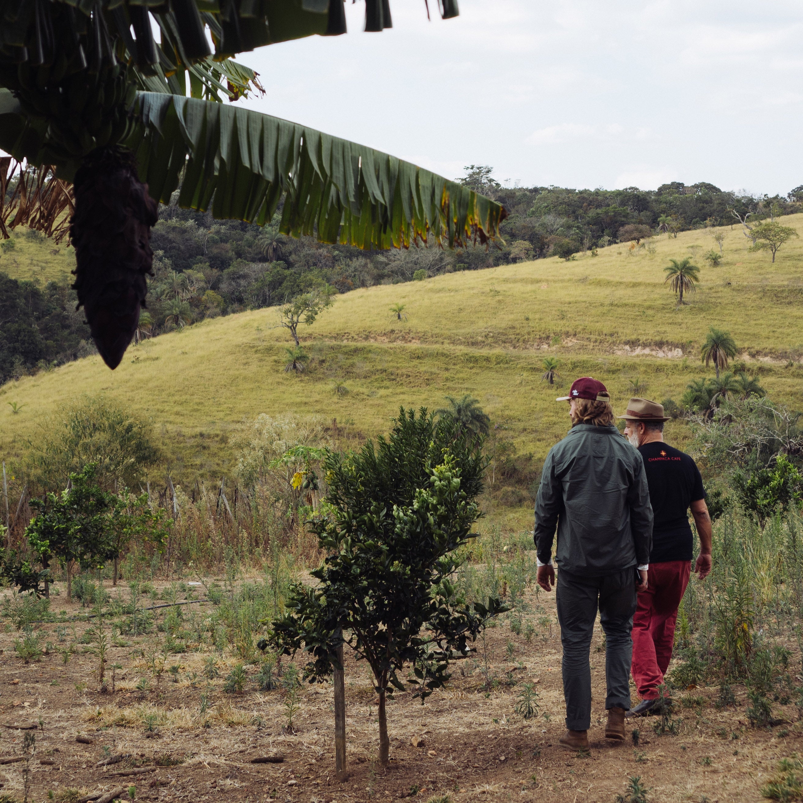 Sustainable Profile Coffee - Brazil